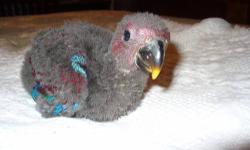 Female baby eclectus is 1 month old and on 3 handfeedings a day.She will be ready to go to her new home in about 3 to four months.I am accepting a down payment at this time.She is the sweetest thing already.Will make a wonderful pet for years to come.
Any