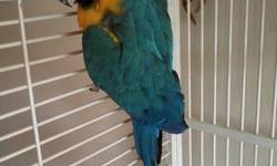 I have a two year old (just turned two this month) Female Blue and Gold Macaw named Louie.
She talks, laughs and says silly things.
If interested, please call 314-575-3802
Thank you
I have two cages for sale as well. One Double Macaw Cage and One