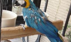 Proven Female Blue & Gold Macaw. Please call Mike (480)980-6163
Please no text