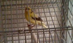 Beautiful female canary for sale,still young needs a few more months to start breeding.If interested please contact me ..Thanks