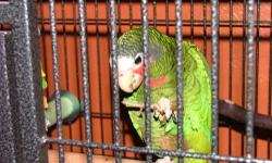 Female cuban amazon, mature breeder, NOT a tame pet. She plucks her feathers. Email for photos. $250.00
Male cuban amazon. Didn't get along with the female. NOT a tame pet. He is partially plucked also. Email for photos. $250.00
Feel free to text me also.