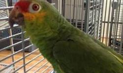 Female cuban amazon, mature breeder, NOT a tame pet. She plucks her feathers. Email for photos. $250.00
Male cuban amazon. Didn't get along with the female. NOT a tame pet. He is partially plucked also. Email for photos. $250.00
Feel free to text me also.