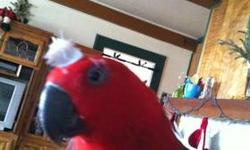 I have an 8 month old hand fed female Eclectus for sale. She is very sweet and likes to be with people. If interested please call Susan at 503-931-1930 if no answer, please leave a message.
This ad was posted with the eBay Classifieds mobile app.