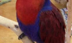 Beautiful female eclectus parrot. She is a breeder bird
She has plucked her feathers on her chest because she had eggs and she made nest for them out of her feathers. Not tame because she is a breeder. She is almost 7 years old. I would like $500 firm for