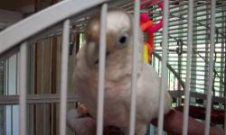 I have a 2 year old hand raised, super super sweet lil Goffin Cockatoo. Lily is a very sweet lil girl. Beautiful and healthy. Needs more attention and to be able to be out of her cage. She is so gentle and loving. Only reason we are parting with her, is