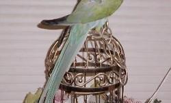 Re homing a female Indian Ringneck .. she is a mix of blue and green . She has a problem with pulling feathers under her beak on her neck , and some on her legs .. I have been treating her . She is semi tame . She can be handled , but there is the risk of