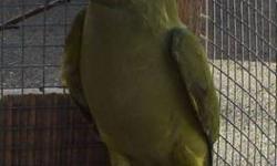 Green Female indian ringneck breeder.
**Not tame**.
$85 for ringneck
or
$105 for ringneck with cage
Will consider trades ?
Let me know what you may have to trade?
Frank
818 462 4071