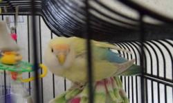 Female lovebird is 8 months old.She is not tame and
is laying eggs.Could use a male.She is really pretty
bird.Comes with cage,
Asking $100
989-277-2712