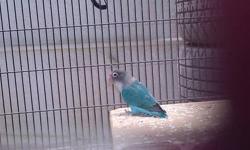I have a nice female lovebird for sale asking $40. She is blue and grey.
For more info call (562) 248-9948