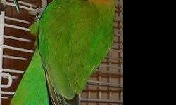 Green Opaline peachface lovebird aviary raised in CA. Ready to find a mate and breed.
Lovebird, love bird, love birds