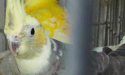 Beautiful pastel face pied female cockatiel
$50
Will consider trades?
Let me know what you may have to trade?
Frank
818 462 4071