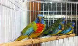 Im looking for Female scarlet chested parakeets?.....let me know, how much?, and how old? and where you located at?