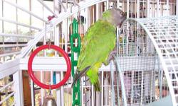 I have a 2 year old female senegal, lost her mate and she is very lonely. She is a great bird. She could be a breeder or pet, she is very sweet, just a little shy. Asking 225.00