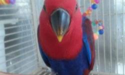 we have just 1 female Solomon Island Eclectus Available. She is still being hand fed and should be weaned within the month. Please contact me with any questions
We can ship her once weaned for $125 United Petsafe Airlines