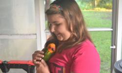 Loving hand fed female sun conure. Hatched April 30th. DNA Sexed.