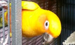 Female Sun Conure, Very Tame, 3 years. Good health and feathering. 2 years. We ship UNITED CARGO or DELTA CARGO&nbsp;