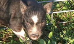 Abigail is a tiny black and white teacup piglet, she is ready to go to her new home.
She comes with a crate, blanket, 1 months worth of feed and a piggy guide, along with unlimited support from me.
Mom is 32 pounds and Dad is 19 pounds, her estimated