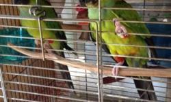 Amber is an 8 year old female vos eclectus parrot a vos is different from a Solomon island the difference is the feather type vos parrots feathers look like she has hair instead of the slicked feather look. She has been hand raised as a pet. She talks a