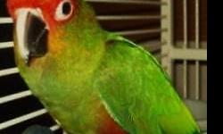 Proven Female white eared conure . Ready to breed.
$250 .
Will consider trading for a female sun conure, Male blue princess of wales or let me know what you may have to trade?
Frank
818 462 4071