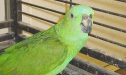 We have a female Yellow Naped Amazon, 16 years old. She has been a proven breeder for me but lost her older mate. She raised her babies until we pulled. Since she has been single, she has been very tame. She talks all the time and is very active. She