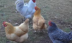 I have fertile eggs from beautiful chickens
My flock consists of Buff Orpington, Ameraucana blue layers (chicks will lay green!) & Barred Rock ...all covered by a Lavender Orpington. $5 'assorted' dozen or .50cents each
I also have English Jubilee