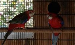 I have a pair of fiery rosellas. Female is cinnamon fiery. Ready to breed. Price is firm and I'm not in a rush to sell. Will consider trades
This ad was posted with the eBay Classifieds mobile app.