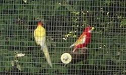 Proven pair of Fiery Rosellas need to sell do to other interest