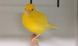 Breeder of show quality fife canaries. Will ship anywhere in United States!!!
Now taking orders for 2013 canaries!
Yellow, green, and blue Hens/Cocks
$80.00 + shipping or free local pick up
Place a deposit of $10.00 to reserve your 2013 canaries
Visit us