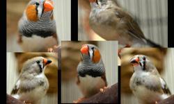 Finch - Buster, Bunny, Chica, Chula, & Chulo - Small - Adult
There are 5 wonderful little finches available for adoption (2 male & 3 female). They make great little finchy sounds and are very attractive and active. Come meet and adopt the finches today.