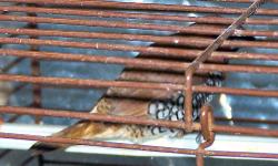 spice finches ,and zebra finches, 5 total. $5.00 ea. or $15.00 for all They are all healthy.
630-917-9025