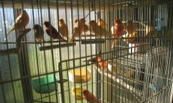 Shaft tails Finches for sale.
I have about 30 of them. $35 each.
Parrot Finch $90 each.
Star finch $45 each.
Lavenders $ 40 each.
Cordon Bleu $45 each.
Fire finch $50 each.
Canneries $ 35 and up each.
Shaft tails fawn available $45 each.
If you interested