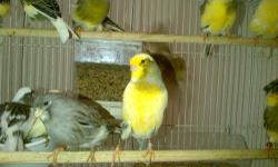 Many canaries males, females, pairs, singles all 2012 birds healthy and strong, russians, american singers, glosters, bronze, timbrados, german rollers and red factors prices start at $40 and up to $200 a bird great singers and show quality birds