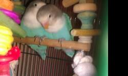I have two blue Fischer love birds males that are ready for a new home.aski.g 40.00 each or 70 for the pair they r 10 Weeks old . No trading for the birds and price is for the birds only