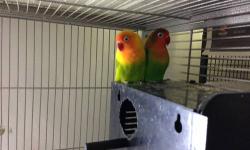Hello guys, trying to sell gorgeous couple of fisher lovebirds. They are very colorful, healthy, about 2 years old. I?m trying to focus on English Budgies now, that?s why I?m selling my favorite last pair of lovebirds. I can provide left over of the food
