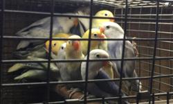 Very beautiful lovebirds, yellow sables in pied and solids, in violet and white sables. Call 786 325 8878
Bellos lovebirds en sable cara Amarillo y cara blanca.