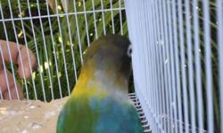 Beautiful Fischeri Halfsider Lovebird, bird is very rare. Bird is half blue with a white face and half green with a yellow face.
Please contact me at (305)775-9864 if interested
Se habla EspaÃ±ol