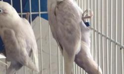Dilute fisher lovebirds (splits) parents are sable and parblue yellowface for more info contact.