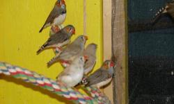 I have five society finches for sale, three are adult males, about a year old, from the same clutch; and then two baby society finches, about three months old, one is a male, and I think the other is a female. All are from the same parents but two
