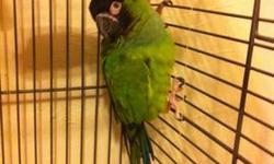 Five year old Nanday Conure for sale. Not sure of the sex, but friendly and loves to mimic your whistle and sit on your shoulder.
Price includes cage, everything inside, and food.