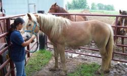 Nikolaus is a flashy chestnut tobiano paint gelding good for many styles of riding like dressage, leisure trail riding, barrel, western, jumping ?.
He is a definite looker and comes with the great personality to match it. He is willing to do whatever