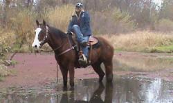 Jackson is a 12 year old 15.1 hh, true all around gentleman. He is very broke- neck reins, moves off of leg pressure, picks up leads, and is quiet and easy to ride. He is a gelding that has been a ranch horse, rope horse, used for Jr. Rodeo, and