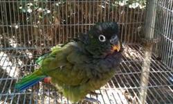 I have Escarle macaw for sale whit a big cage
This ad was posted with the eBay Classifieds mobile app.