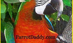 We have several breeding parakeets )We also have a Breeding colony set-up of 3 pair 250.00 for cage boxes & keets .We have single keets $10.00-discount to 8.00 for 6 or more
