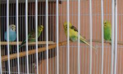 I have 4 yong parakeet's and I want to sell them them for $ 30 (Call or text 541-990-5969) [email removed]
thankyou