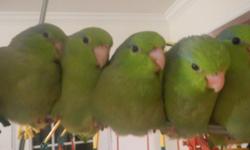 Green mom & Blue dad had healthy beautiful baby parrotlets. They are hand fed and very very friendly. They are 11 months old. They live up to 20 years. Very fun to play with. They are eating fruits, veggies and dry seeds. They are great little pets for