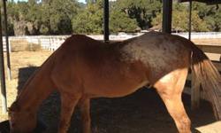 23 years young, well broke with moon blindness but can be rode in a round pen or arena, easy keeper, great feet no other heath problems, just need a new home where I can be a buddy horse & some attention. I like to be brushed, bathed, & loved, very
