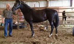 Choco is being offered for lease. She is a very smooth gaited TWH. Unusual Chocolate color. Due to health issues I don't have the time to care for her at this time and am looking for the right person. She is not for a beginner. You must be knowledgable