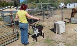 Cute young Alpine goat. Good for weeds and kid's pet or Companion for horse. Tieds out walks on leash, easy to groom, etc Had shots and vet work.