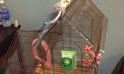 Hello, I am interested in selling my 3 yr. old male normal grey cockatiel and his cage (includes natural wood perch, deluxe swing, and two mirrors) for $100. He is very friendly, sits on your finger, eats out of your hand, and even mimics your whistling