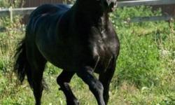 Gorgeous, correct, black Friesian Sporthorse mare for sale. Super sweet, great temperament, very correct, parents both on premises. Love her and want a great home for her, age and health force me to downsize, she is one of the last I decided to place